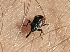 Anthonomus suturalis