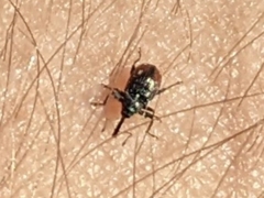 Anthonomus suturalis