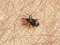 Anthonomus suturalis