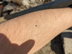 Anthonomus suturalis