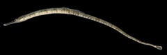 Northern Pipefish photo 2
