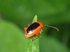 Disonycha discoidea