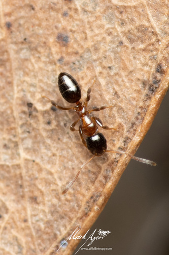 Stigmacros aemulaStigmacros aemula
