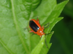 Disonycha discoidea