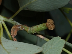 Apiomorpha urnalis