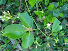 Jasminum didymum racemosum