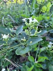 Jasminum didymum racemosum
