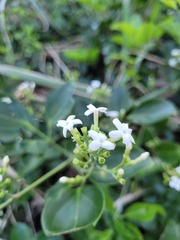 Jasminum didymum racemosum