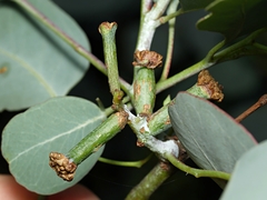 Apiomorpha urnalis
