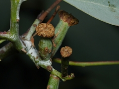 Apiomorpha urnalis