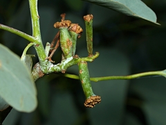 Apiomorpha urnalis