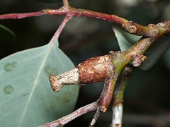 Apiomorpha urnalis