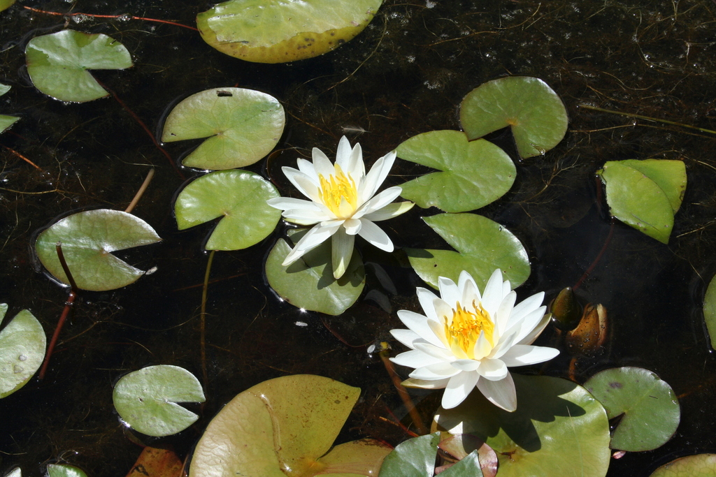 American White Waterlily - Photo (c) Elvira de Lange, some rights reserved (CC BY), uploaded by Elvira de Lange