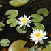 American White Waterlily - Photo (c) Elvira de Lange, some rights reserved (CC BY), uploaded by Elvira de Lange