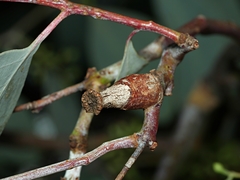 Apiomorpha urnalis