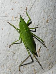 Pseudorhynchus mimeticus