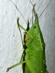 Pseudorhynchus mimeticus