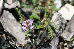 Astragalus distortus engelmannii