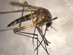 Aedes antipodeus