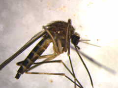 Aedes antipodeus