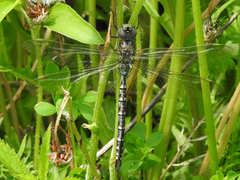 Rhionaeschna mutata