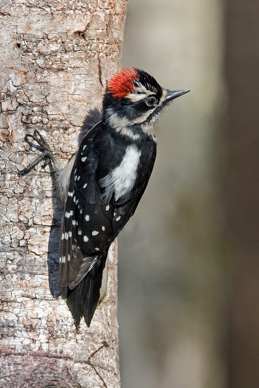 Downy Woodpecker (Common Birds of Pittsburgh Parks) · iNaturalist