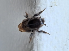 Bombus ignitus
