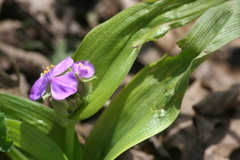 Tradescantia ernestiana