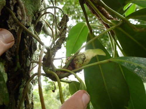 Image of Pearl stick by (c) fern Wildtruth, some rights reserved (CC BY)