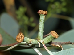 Apiomorpha urnalis