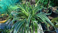 Chlorophytum laxum