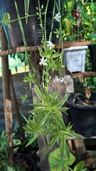 Chlorophytum laxum