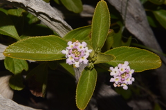 Lantana macropoda