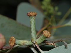 Apiomorpha urnalis