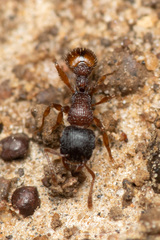 Tetramorium impressum