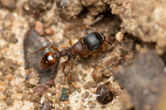 Tetramorium impressum