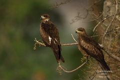 Milvus migrans