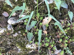 Phyteuma scheuchzeri