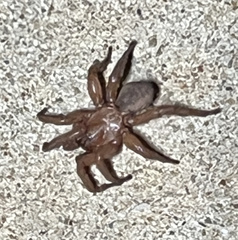 Myrmekiaphila