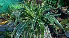 Chlorophytum laxum