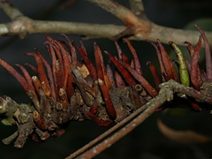 Terobiella nigriceps