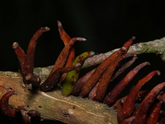 Terobiella nigriceps