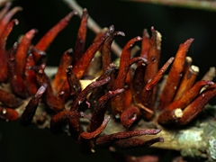Terobiella nigriceps