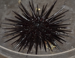 Echinometra oblonga