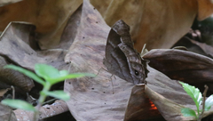 Taygetis uncinata