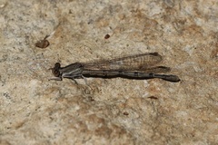 Argia nahuana