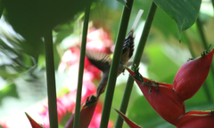 Phaethornis mexicanus