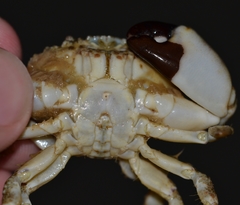 Leptodius sanguineus