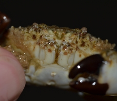 Leptodius sanguineus