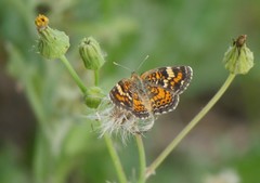 Phyciodes phaon phaon